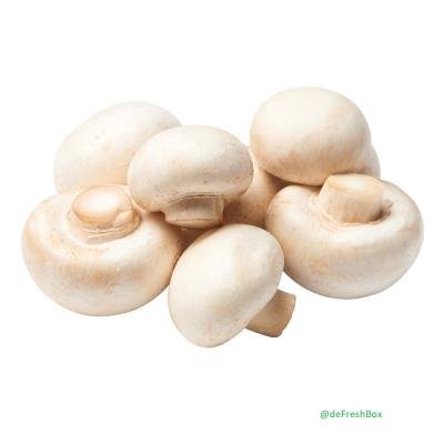 Freshlite Mushroom Button Can,400gm